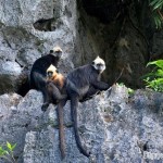 11 primate species in Vietnam are critically endangered: study - Open ...